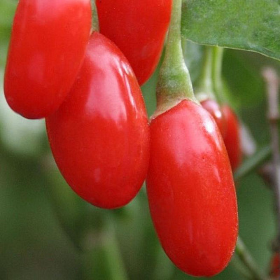 Годжи (чудо-ягода) в Нур-Султане