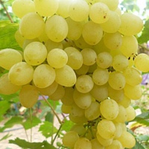 Виноград КИШМИШ ЗОЛОТЦЕ в Нур-Султане