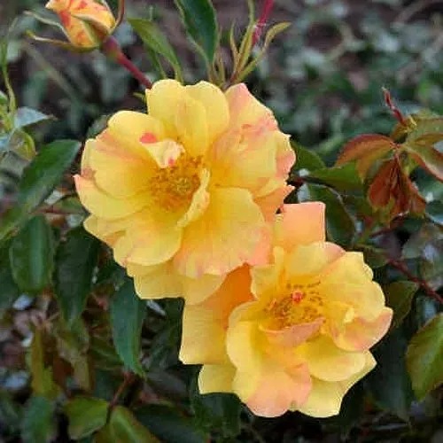 Роза АНГЕЛИНА ФРЕСКА флорибунда в Нур-Султане