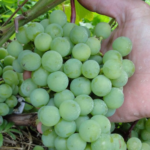 Виноград СУПАГА в Нур-Султане
