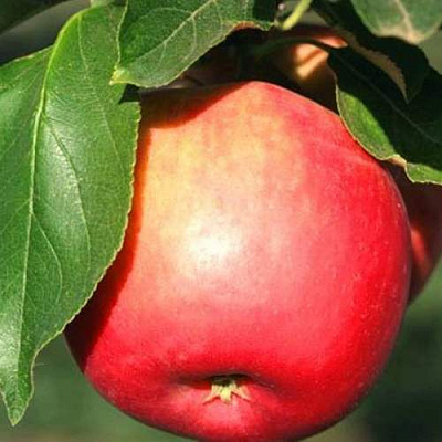Яблоня КАТЯ в Нур-Султане