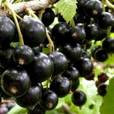 Смородина черная ОРЛОВСКИЙ ВАЛЬС в Нур-Султане