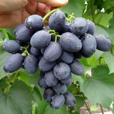 Виноград ЗАБАВА в Нур-Султане