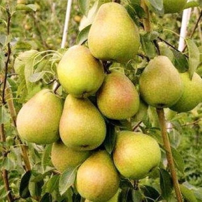 Груша МЛИЕВСКАЯ РАННЯЯ в Нур-Султане