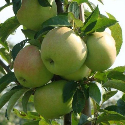 Яблоня БОЛЕРО колонновидная в Нур-Султане