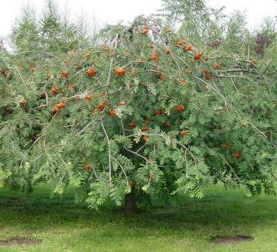 Рябина ПЛАКУЧАЯ сладкоплодная в Нур-Султане