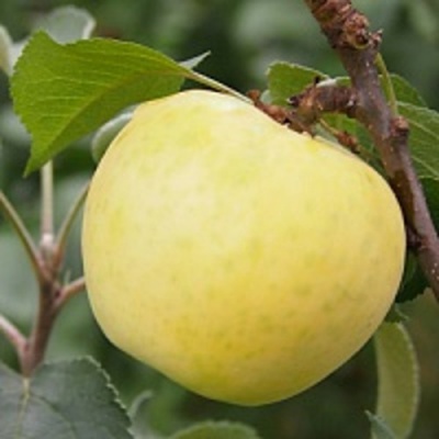 Яблоня МЕДОК колонновидная в Нур-Султане