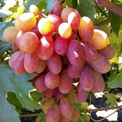 Виноград ПРЕОБРАЖЕНИЕ в Нур-Султане