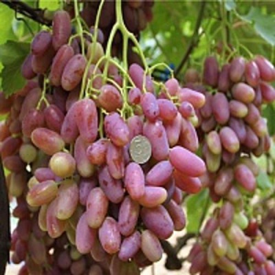 Виноград ПРЕОБРАЖЕНИЕ в Нур-Султане