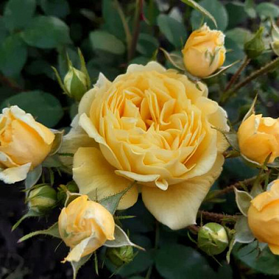 Роза флорибунда в Нур-Султане