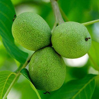 Орехи в Нур-Султане