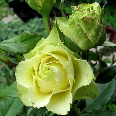 Роза ЛИМБО (ДОЛЛАР) чайно-гибридная в Нур-Султане