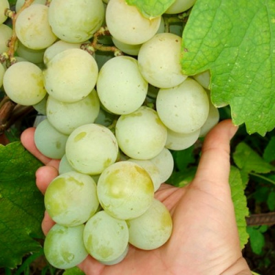 Виноград КЕША МУСКАТ в Нур-Султане