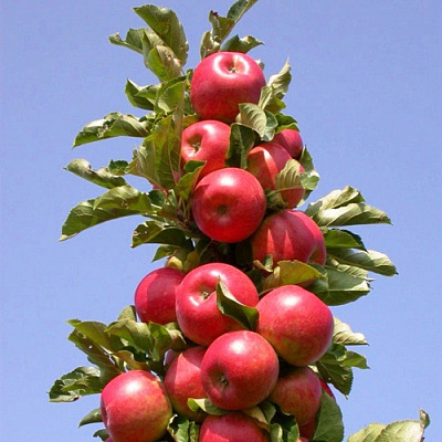 Яблоня СОЗВЕЗДИЕ колонновидная в Нур-Султане