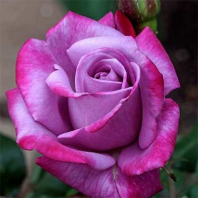 Роза ПАРАДИЗ чайно-гибридная в Нур-Султане