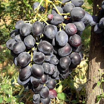 Виноград НАДЕЖДА АЗОС в Нур-Султане