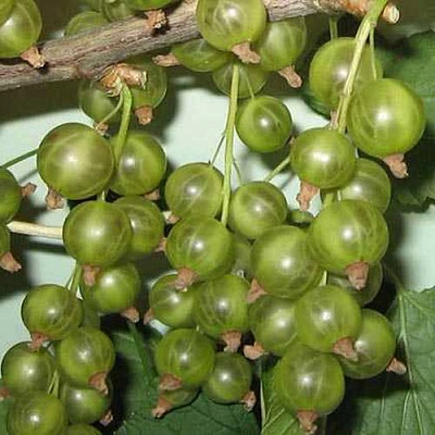 Смородина зеленоплодная ВЕРТИ в Нур-Султане