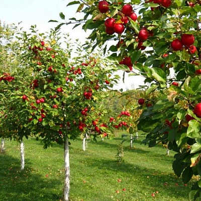 Плодовые деревья в Нур-Султане