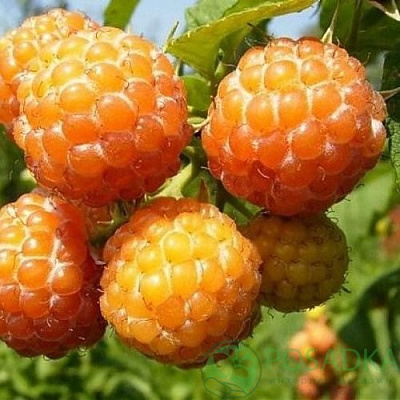 Малина КУМБЕРЛЕНД желтая в Нур-Султане