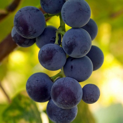 Виноград МАРС в Нур-Султане