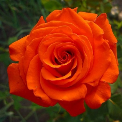 Роза АНЖЕЛИКА чайно-гибридная в Нур-Султане