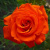 Роза АНЖЕЛИКА чайно-гибридная в Нур-Султане