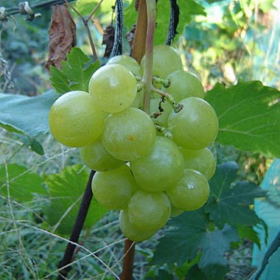 Виноград БАРС в Нур-Султане