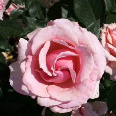 Роза ПОЭЗИЯ флорибунда в Нур-Султане