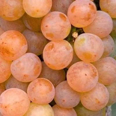 Виноград ПЛАТОВСКИЙ в Нур-Султане