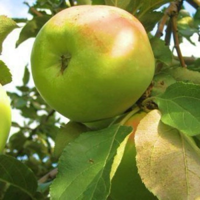 Яблоня ИКША колонновидная в Нур-Султане