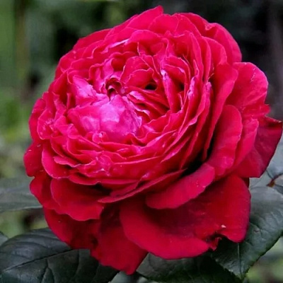 Роза 4 ВЕТРОВ флорибунда в Нур-Султане