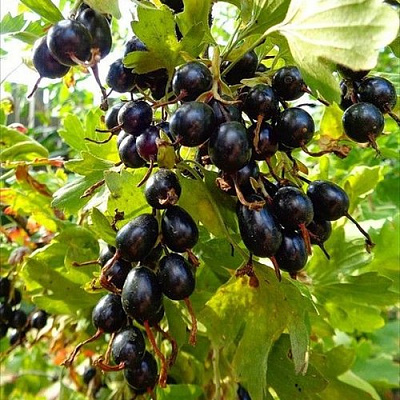 Смородина золотистая ОВАЛЬНАЯ в Нур-Султане