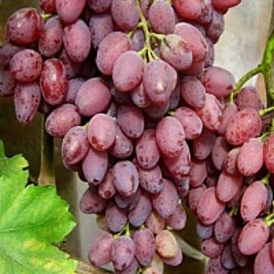 Виноград ПАМЯТИ СМИРНОВА в Нур-Султане