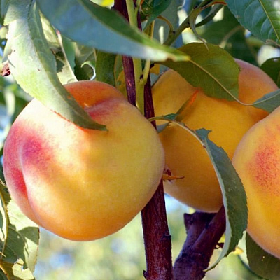 Колонновидные персики в Нур-Султане