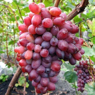 Виноград КРАСОТКА в Нур-Султане