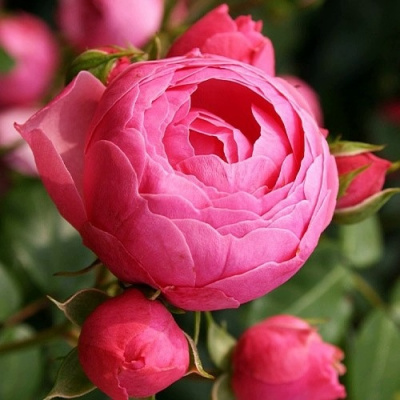 Роза ПОМПОНЕЛЛА флорибунда в Нур-Султане