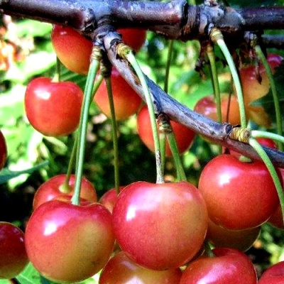 Черешня ГАСТИНЕЦ в Нур-Султане