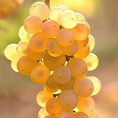 Белый виноград в Нур-Султане