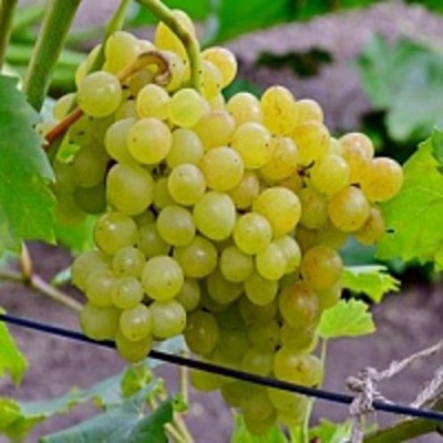 Виноград КИШМИШ 342 в Нур-Султане