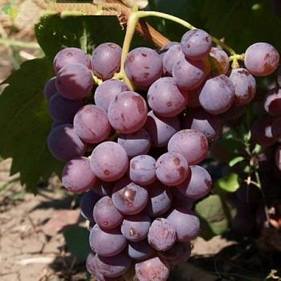 Виноград ЭЛЕГИЯ в Нур-Султане
