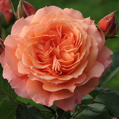 Роза шраб в Нур-Султане