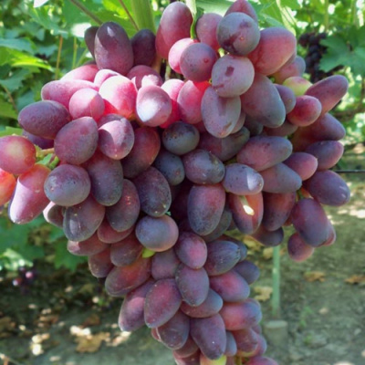 Виноград КРАСОТКА в Нур-Султане
