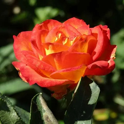 Роза ЛИНА чайно-гибридная в Нур-Султане