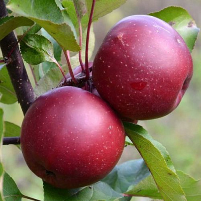 Яблоня красномясая в Нур-Султане