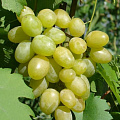 Виноград в Нур-Султане