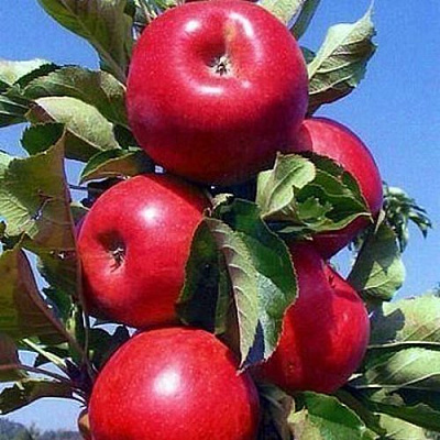 Колонновидные яблони в Нур-Султане
