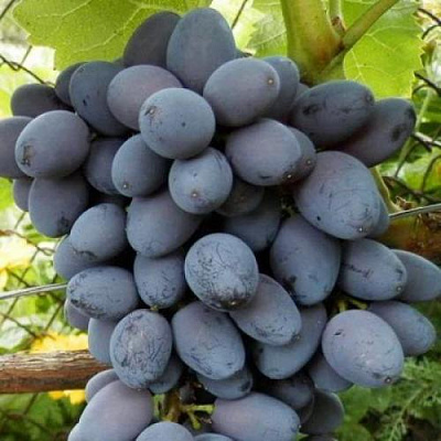 Черный виноград в Нур-Султане