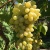 Виноград БЛАГОВЕСТ в Нур-Султане