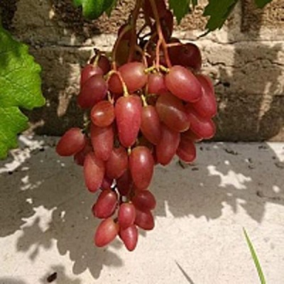Виноград ЮБИЛЕЙ НОВОЧЕРКАССКА в Нур-Султане