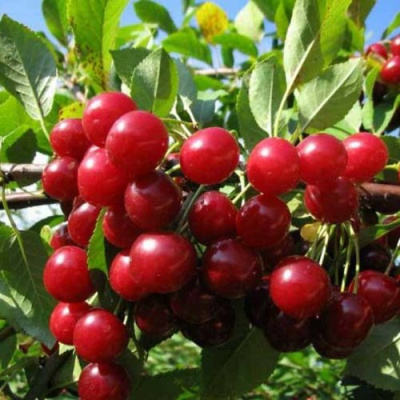 Вишня ЛЮБСКАЯ в Нур-Султане